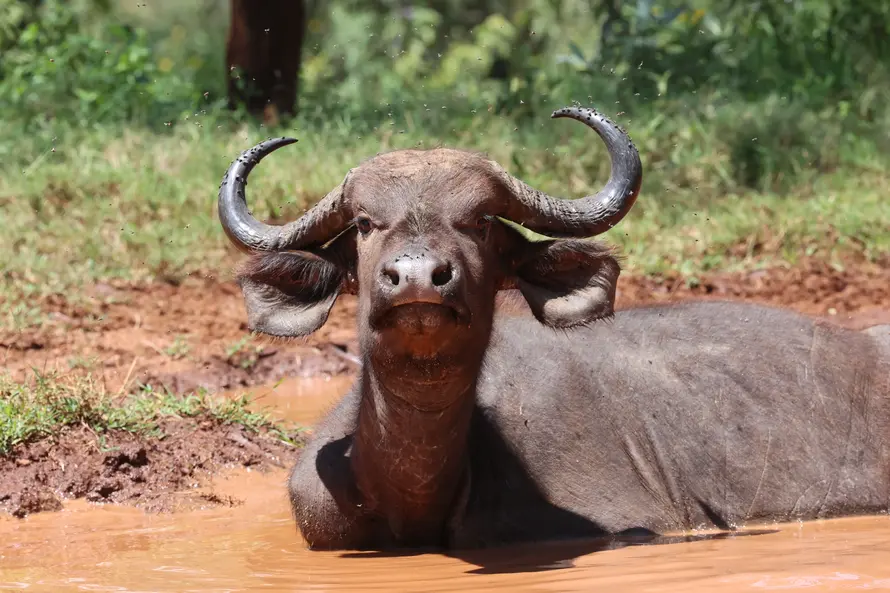 Hot Air Balloon Safari