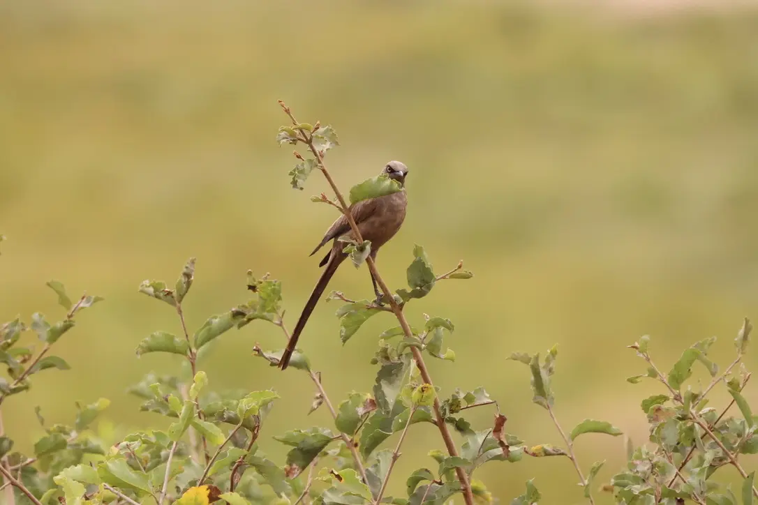 Gorilla Trekking Experience
