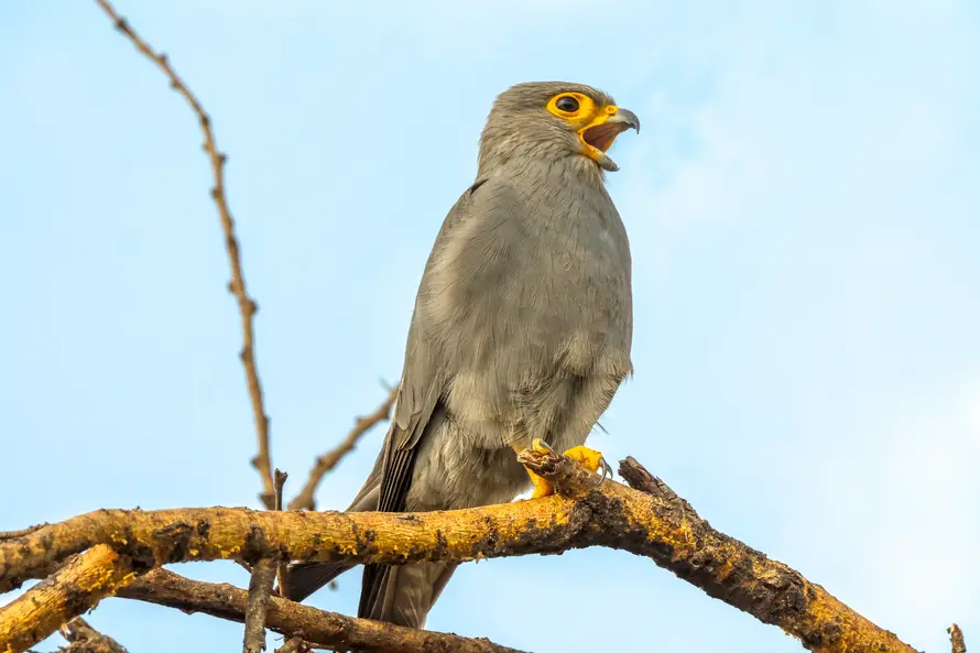 Ultra-Private Safari with Entire Camp Buyout