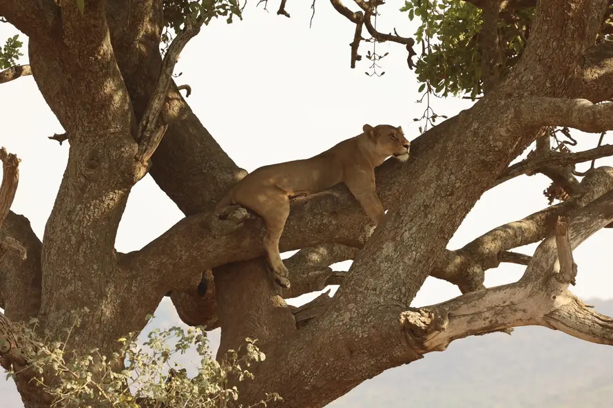 Great Migration Route